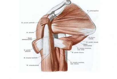 La fisioterapia nella cura delle tendinopatie e delle lesioni della spalla